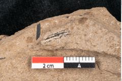 Foto (Detailansicht) von Araucaria sternbergii Goeppert (NHMW-GEO-2024-0188-8277)